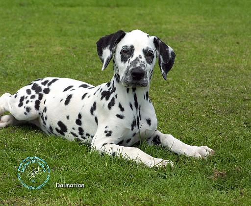 Dalmatian 9W008D-009.JPG
